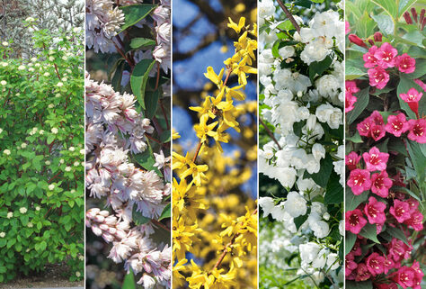 Set mit 2 Str&auml;uchern