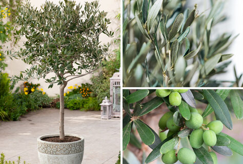 Set bestehend aus 1, 2 oder 4 XXL Olivenb&auml;umen