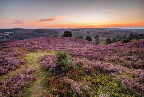 Aufenthalt auf der Veluwe bei Arnheim