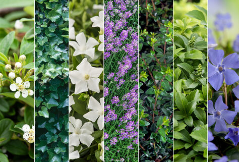 Set mit 8 Bodendeckern