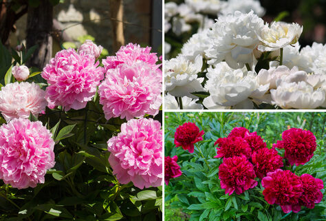 3 oder 6 &uuml;ppige Pfingstrosen