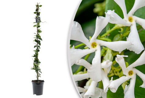 XL Toskanische Jasmin-Pflanzen