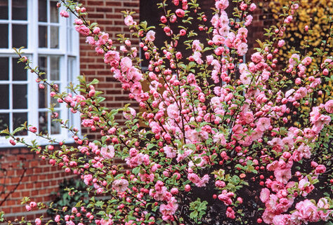 Set aus 1, 2 oder 4 XXL-Ziermandelb&auml;umen