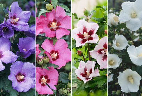 2 oder 4 Hibiskusstr&auml;ucher in 3-Liter-T&ouml;pfen
