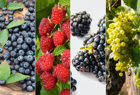 2er-Set oder 4er-Mix von Obstpflanzen