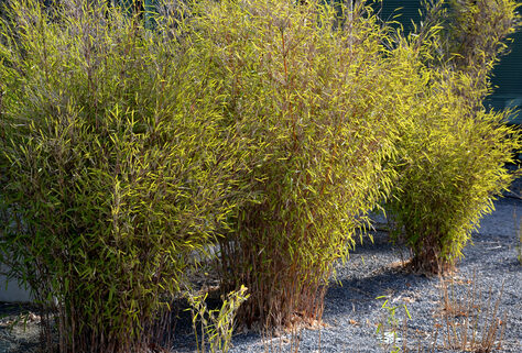 3 oder 6 gr&uuml;ne oder rote Bambuspflanzen