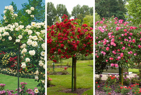 3 XXL Stammrosen