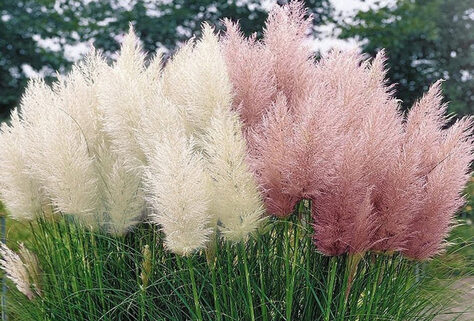 3 oder 6 winterharten Pampas-Ziergr&auml;sern