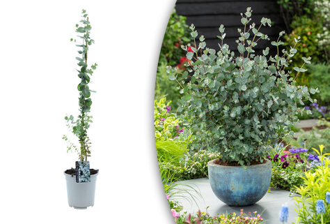 1 oder 2 Eukalyptuspflanzen, geeignet f&uuml;r Garten oder Terrasse