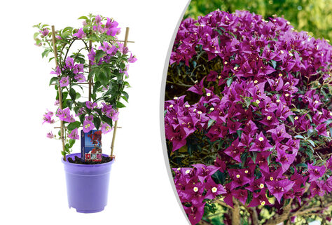 Mediterrane Bougainvillea
