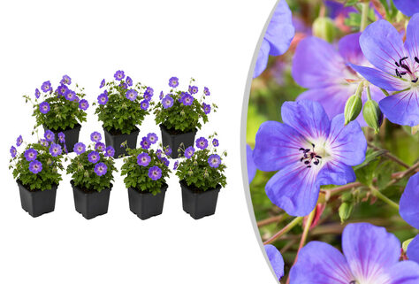 Set aus 7 Geranium Rozanne Bodendeckern