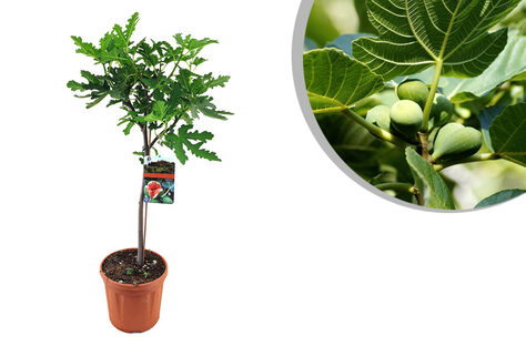 XL Feigenbaum mit Stamm - Ficus Carica