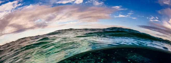 Plate corals just beneath the ocean’s surface.