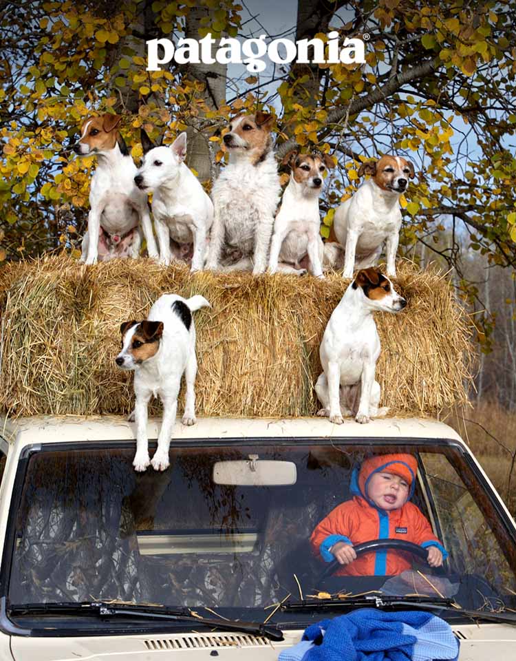 A young child sits behind the steering wheel of a truck with seven dogs sitting on the roof and hay bales in the back.