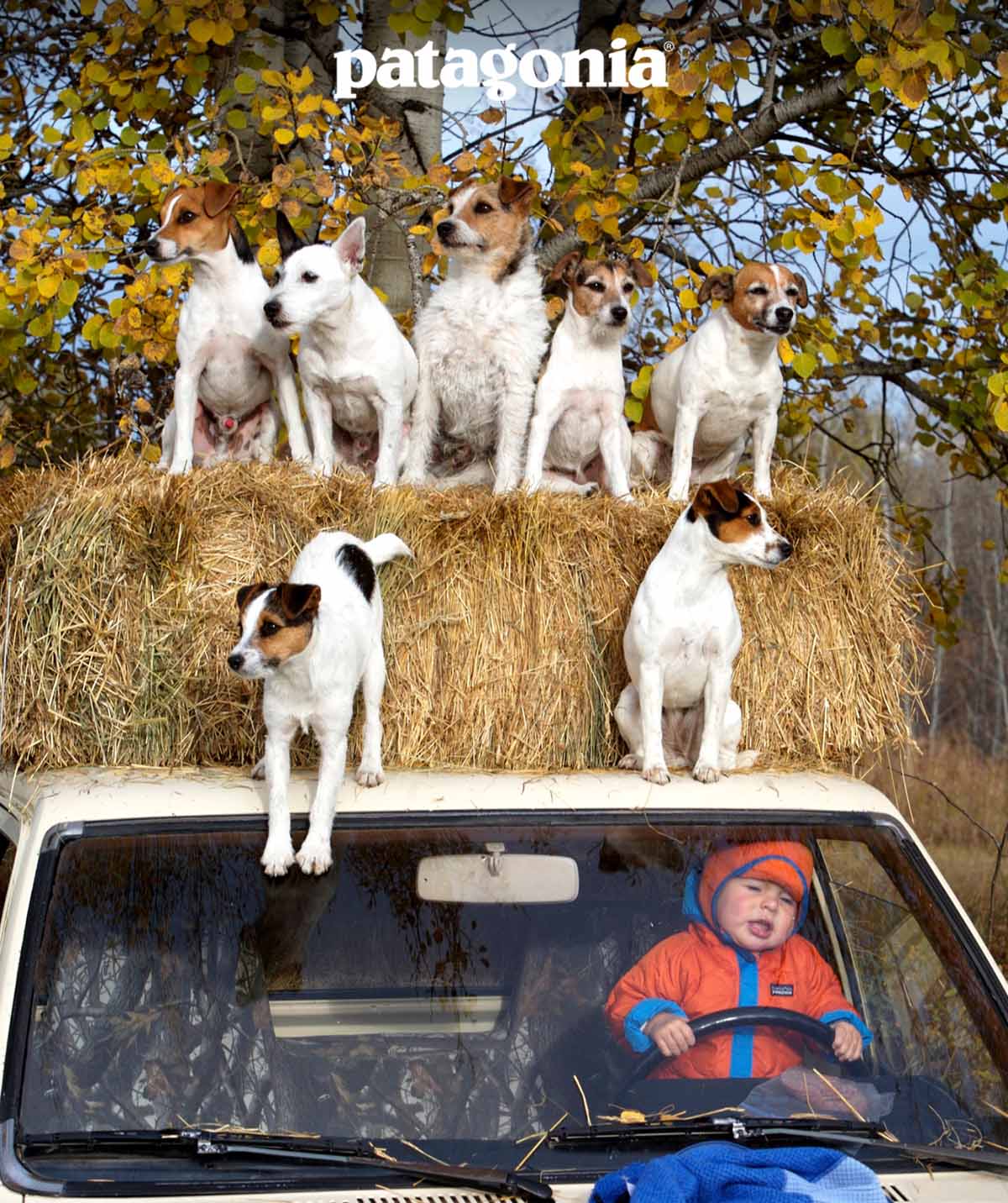 A young child sits behind the steering wheel of a truck with seven dogs sitting on the roof and hay bales in the back.