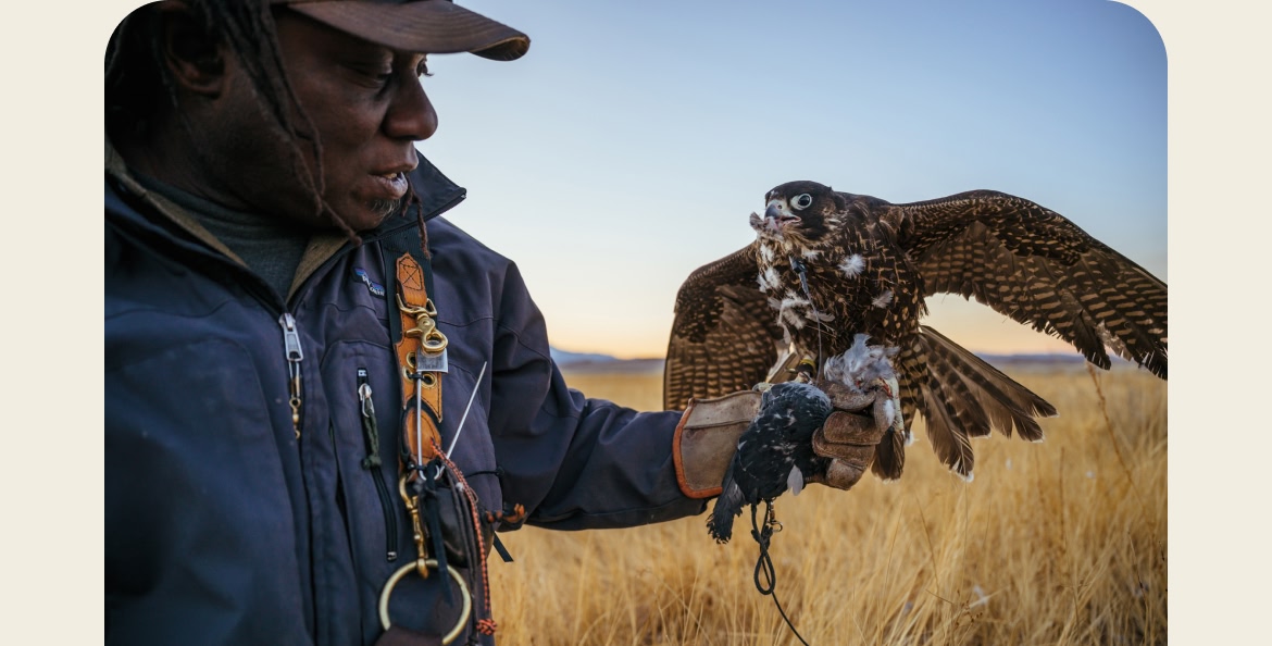A falcon perches on a person’s arm in a field.