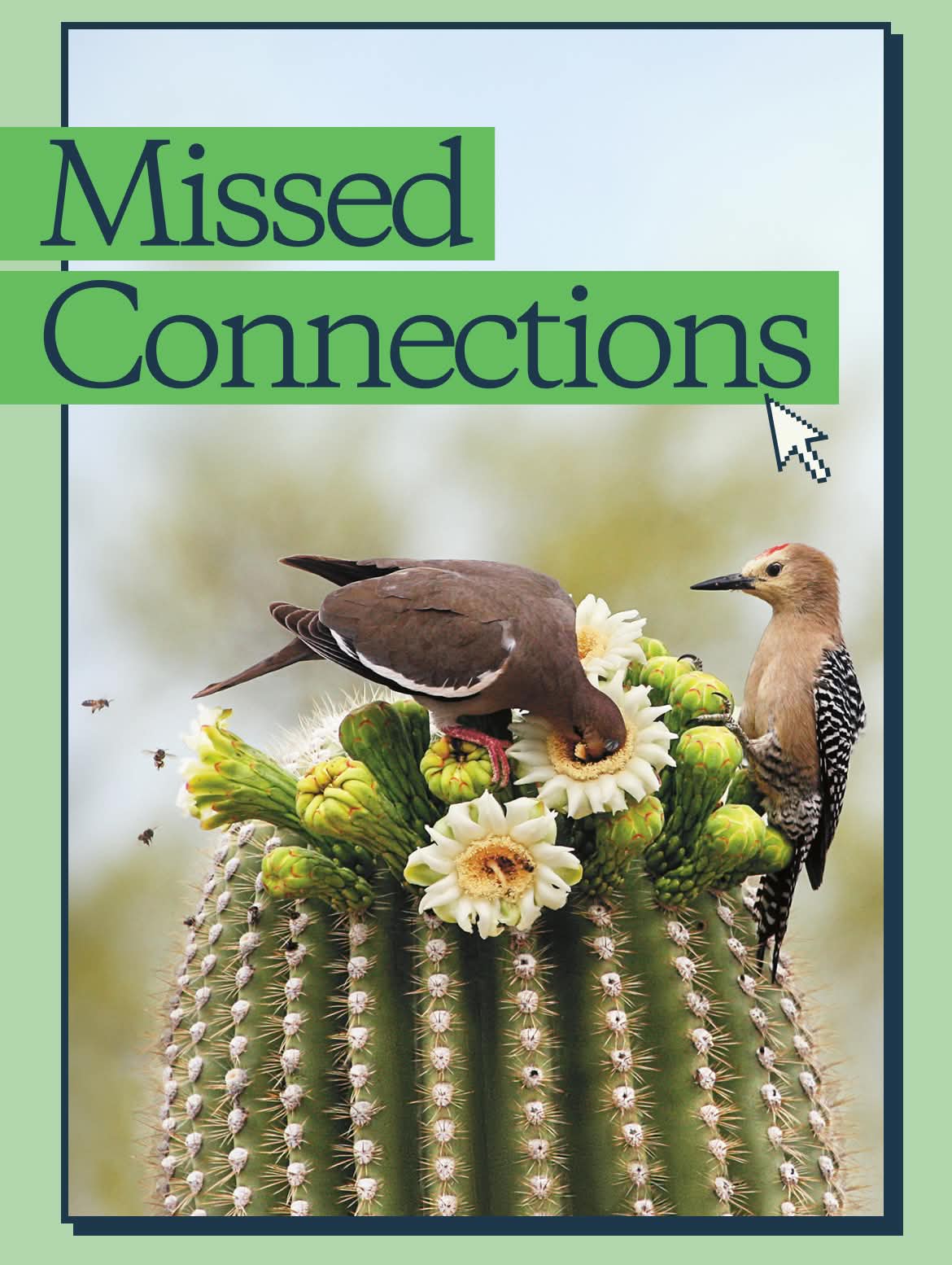 Missed Connections. Two birds perch on cactus flowers with bees in the background.