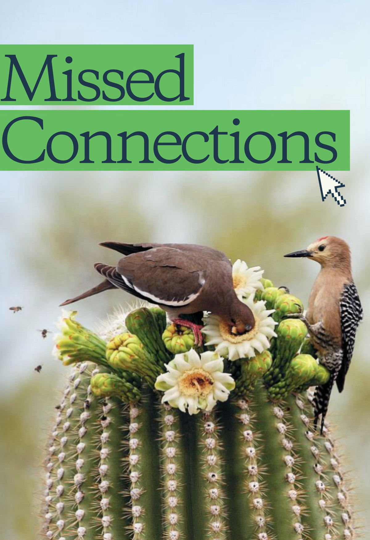 Missed Connections. Two birds perch on cactus flowers with bees in the background.