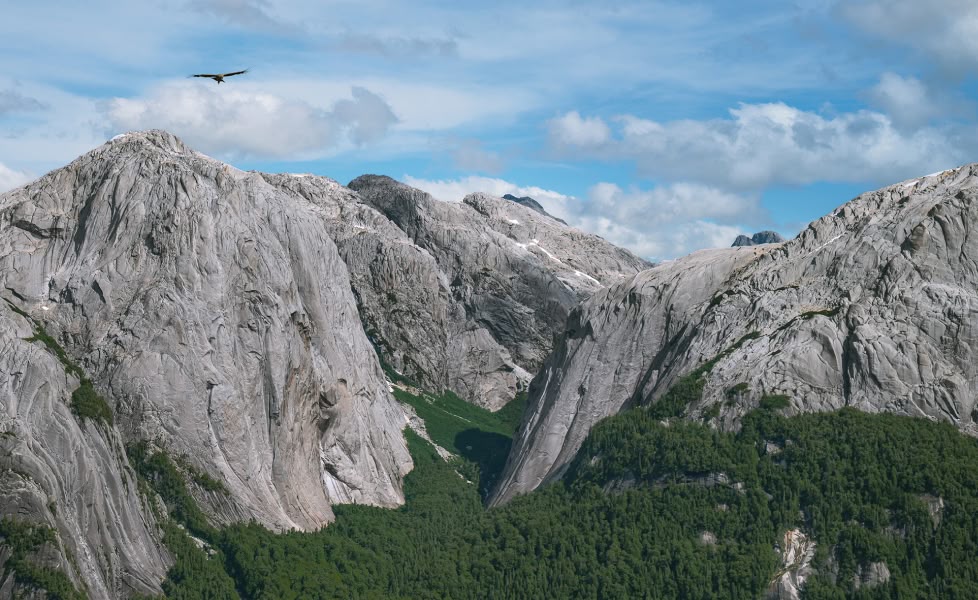 An Andean condor soars above the Cochamó Valley.