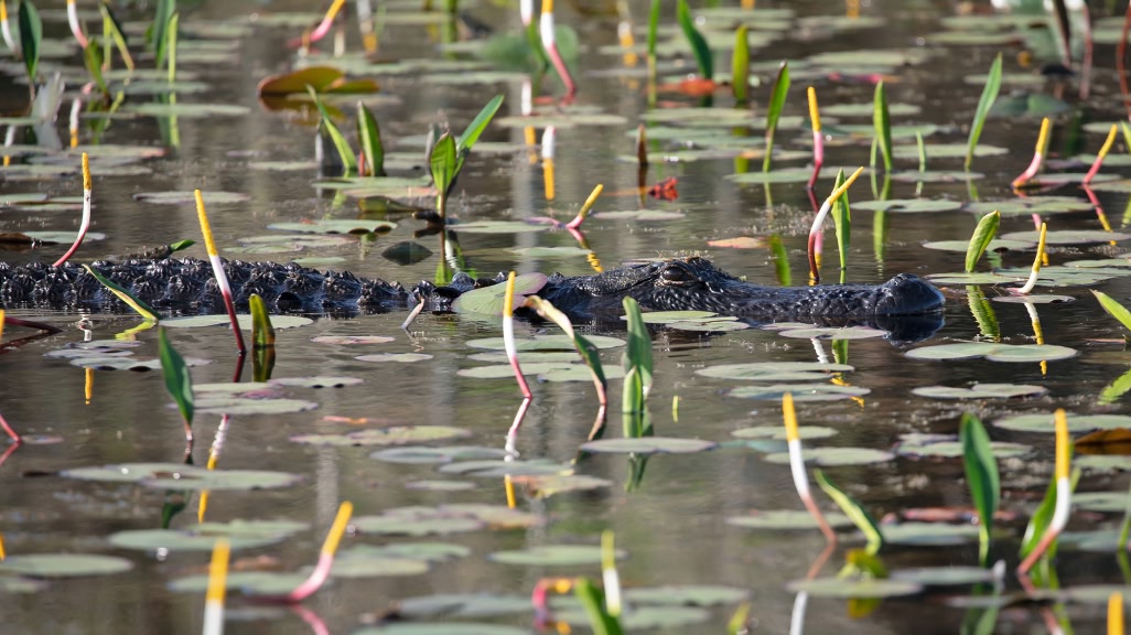 An alligator swims through a swamp.
