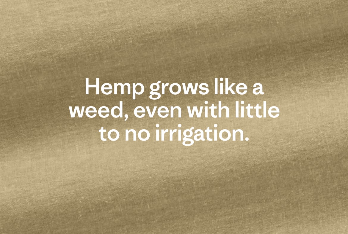 Hemp grows like a weed, even with little to no irrigation.