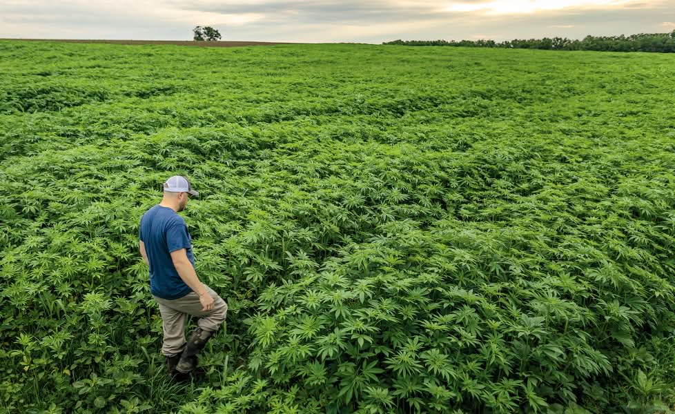 A farmer walks through a knee-high hemp crop on an overcast day.