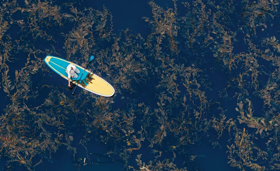 A person sits on a standup paddle board floating above a kelp forest.