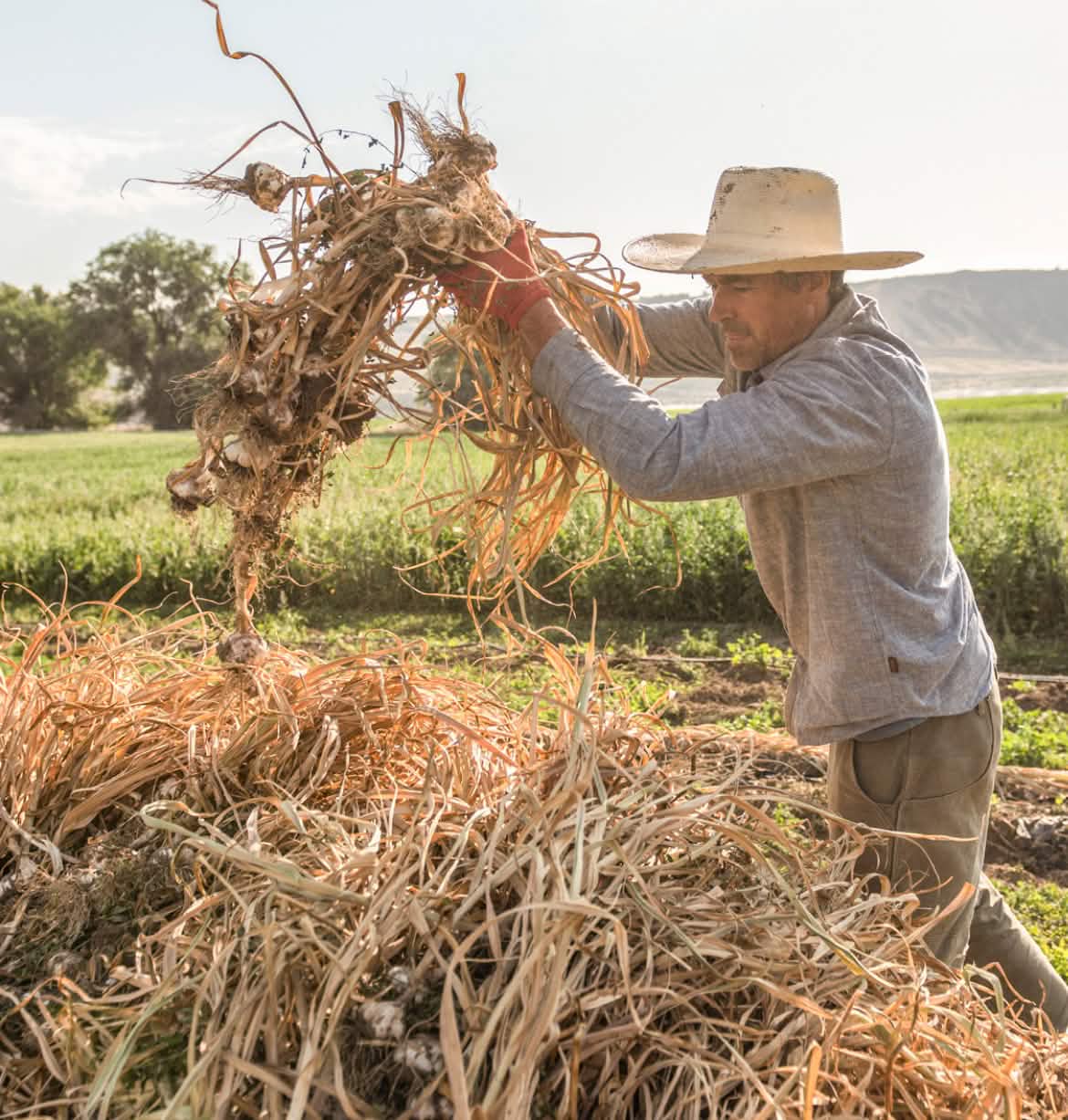 A person harvests garlic on a large farm.