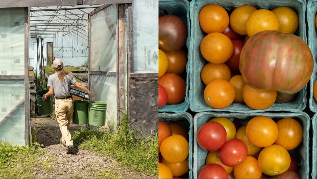Left photo shows a person carrying three buckets and a scale while walking into a greenhouse. Right photo is a closeup of fresh tomatoes.