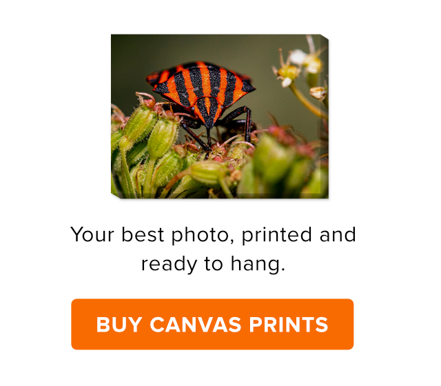 Buy Canvas Prints