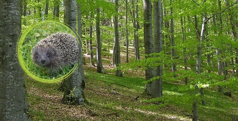 PARK PRIRODE PAPUK - prošećite Grofovom poučnom stazom te uživajte u prizorima jankovačkih jezera i slapa Skakavca uz jednodnevni izlet s uključenim prijevozom