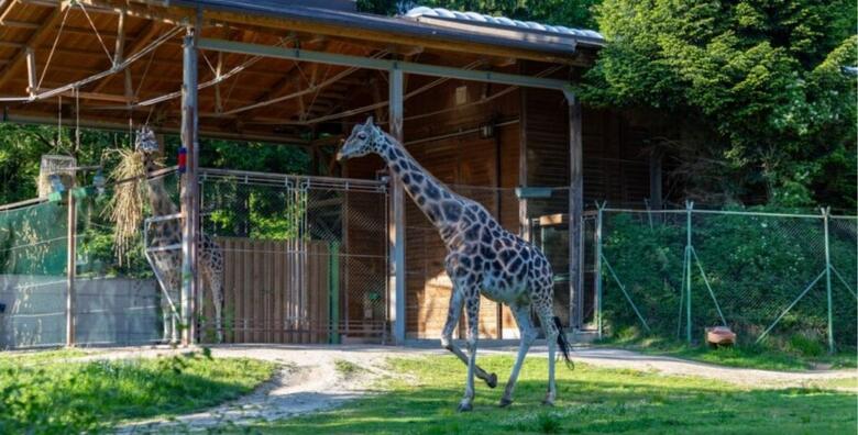 LJUBLJANA I ZOO - posjetite Ljubljanski ZOO sa preko 40 različitih životinja te razgledajte znamenitosti Ljubljane
