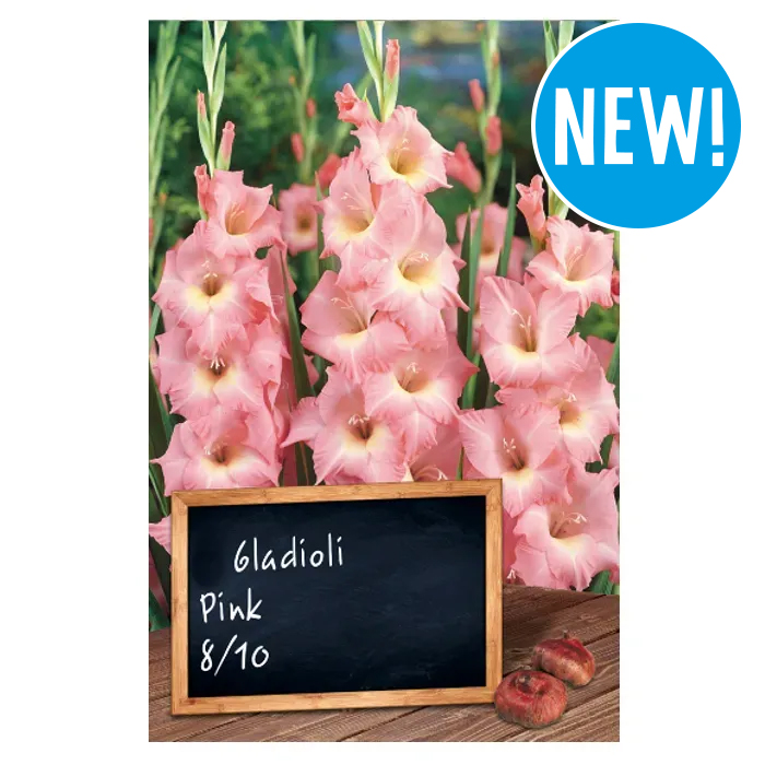 Summer Bulb Collection - Pink Gladioli (Pack of 5)