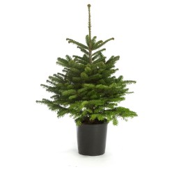 Естествена нордманска елха в саксия 100-120см