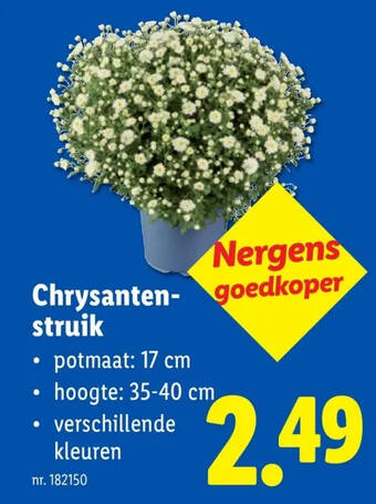 Chrysanten- struik