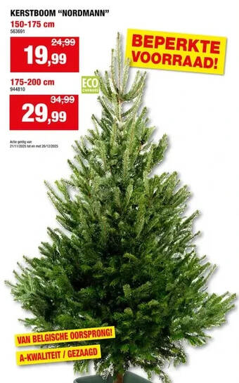 KERSTBOOM “NORDMANN” 150-175 cm