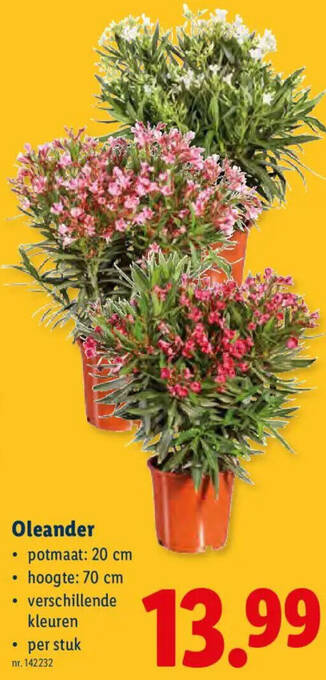 Oleander