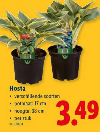 Hosta