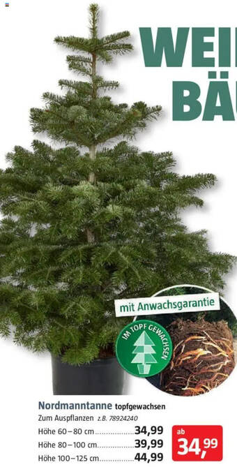 Nordmanntanne topfgewachsen