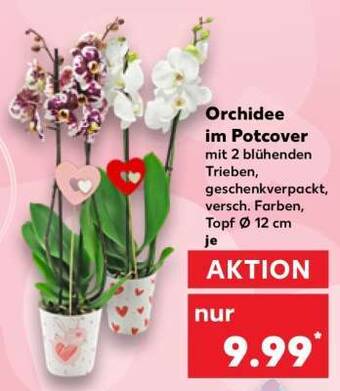 Orchidee im Potcover