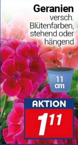 Geranien