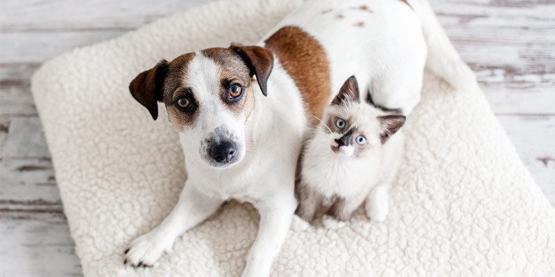 Fidelidade Pets seguro para animais