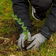Campanha recolha de rolhas