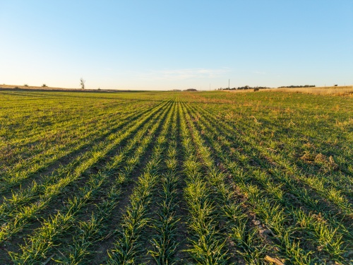 Trego County Auction