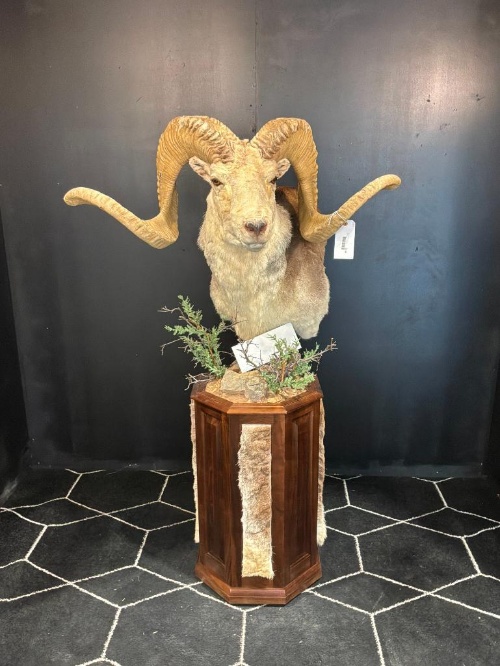 Friday Taxidermy March Auction