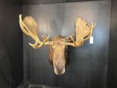 Friday Taxidermy March Auction
