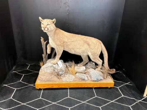 Friday Taxidermy March Auction