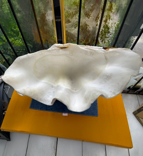 National Seashell Distributor Auction