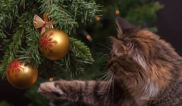 Come preparare un albero di Natale a prova di gatto