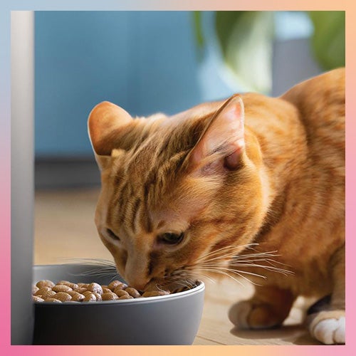 Cibo e integratori per il tuo animale